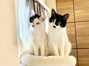 猫と暮らす家は、人に「最高の癒し」と「豊かな人生」を運んでくる